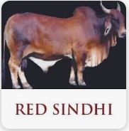 Red Sindhi Cattle Farm Hub Tenders