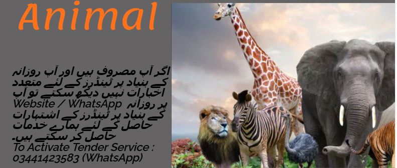 Animal Tenders & Auctions in Paksitan