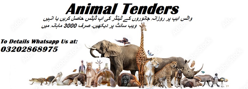 Animal Tenders & Auctions in Paksitan