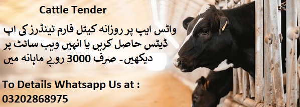 Cattle Tenders & Auctions in Paksitan