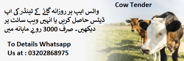 Cow Tenders & Auctions in Paksitan