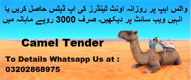 Camel Tenders & Auctions in Paksitan